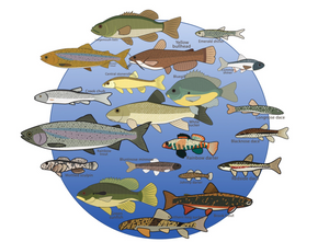 Aquatic eDNA kit (fish + phytoplankton)